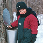 Collecting sap in Tremblant